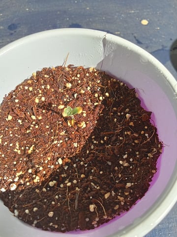 Second grow(Photoperiod) — seedling_rooting, day 12