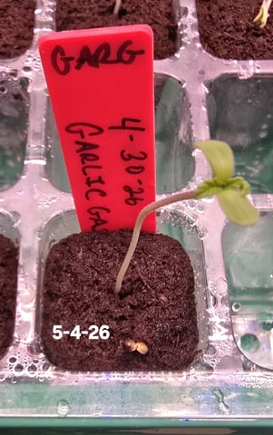 Garlic Gas - Fem Photo — seedling_rooting, day 6