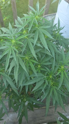 Outdoor 2025 — flower, day 138