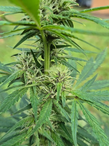 First "Auto" Grow — flower, day 50