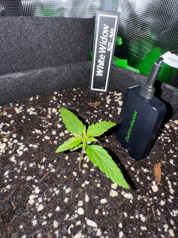 first try — vegetative, day 1