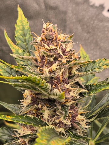 Spider-Farmer Hydro — flower, day 71