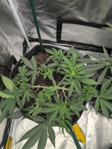 memphisto 3 bears OG, ethos high note r1 — flower, day 44