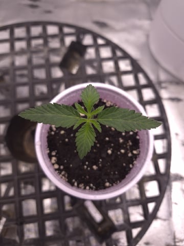 zlurricane blast — seedling_rooting, day 13
