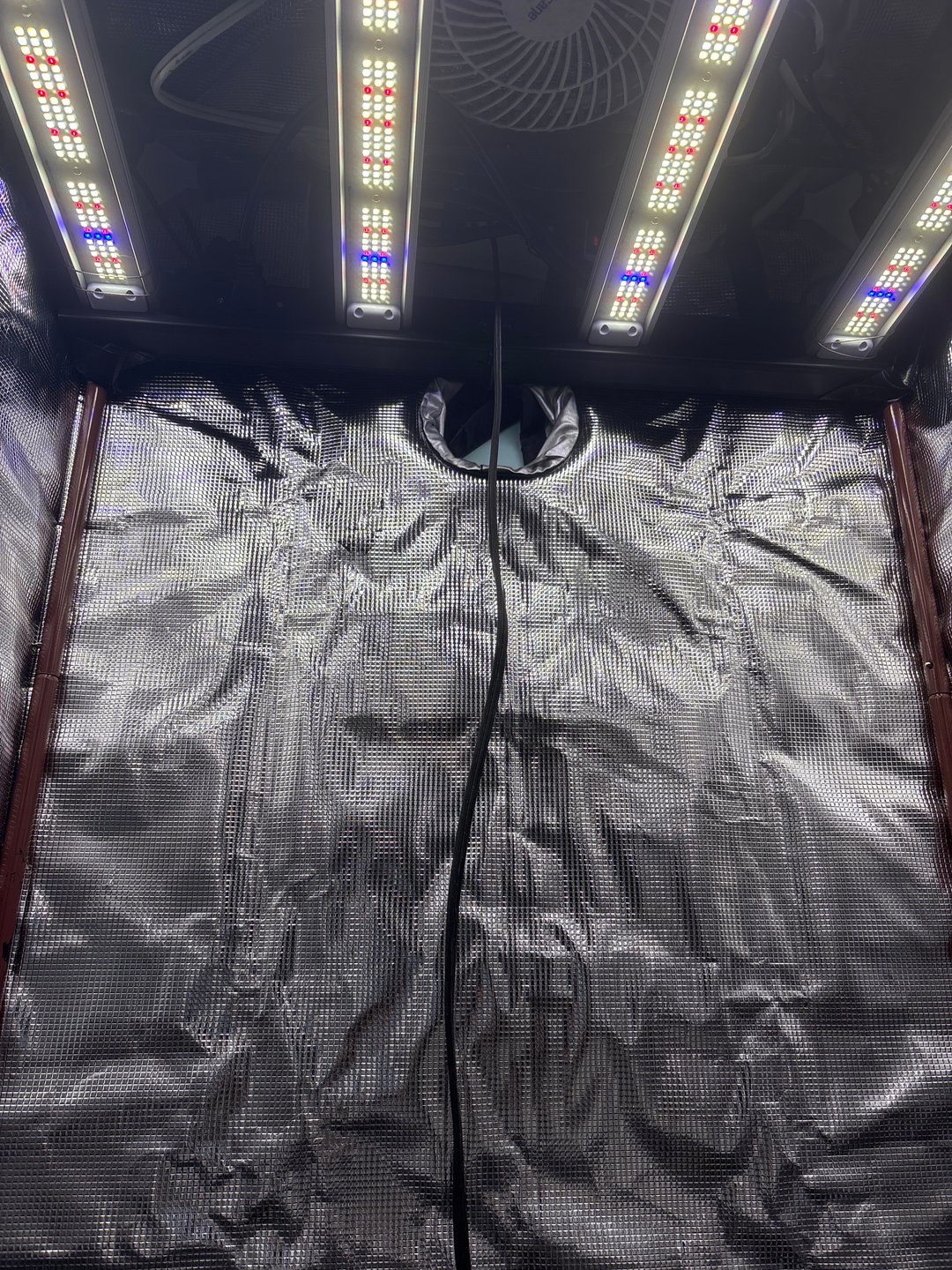 first grow in new 2x2