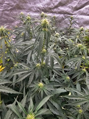 mimosa punch  — grow_setup, day 44