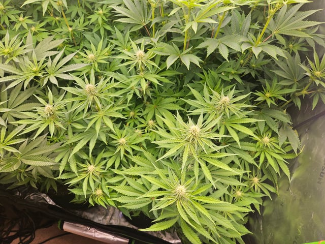 1st Grow — flower, day 36