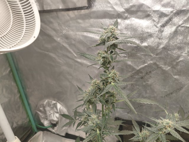 my first grow  — flower, day 86