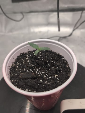 Girl Scout Cookies — seedling_rooting, day 5