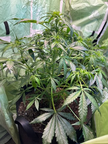 First grow — vegetative, day 55
