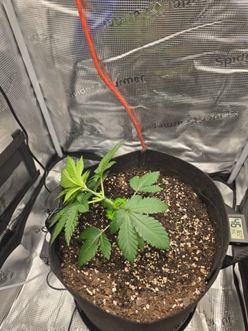 Northern lights #10 2nd plant (Selkies) — vegetative, day 20