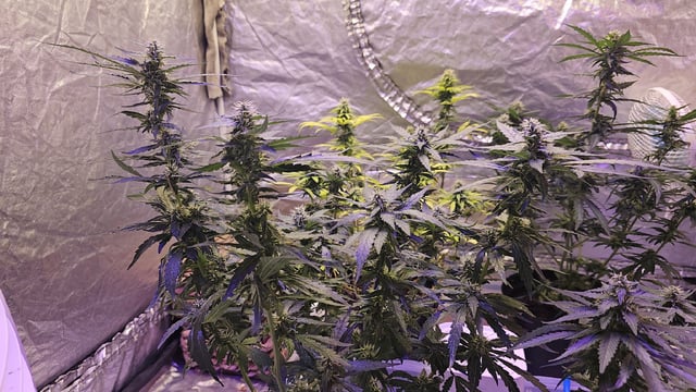 Amnesia Haze Run — flower, day 64