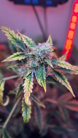 Purple Haze — flower, day 1