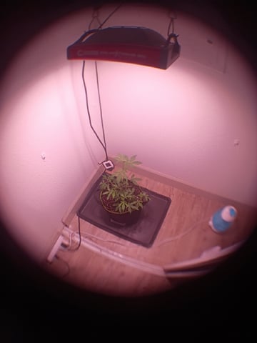 FKAFL — vegetative, day 11