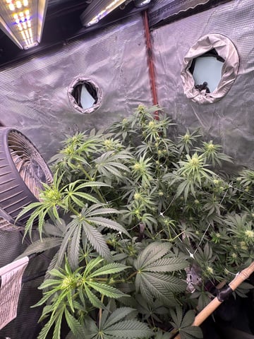 first grow in new 2x2 — flower, day 77