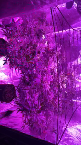 blueberry cupcake  — flower, day 79