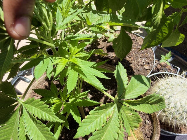 Sour Glue — flower, day 23