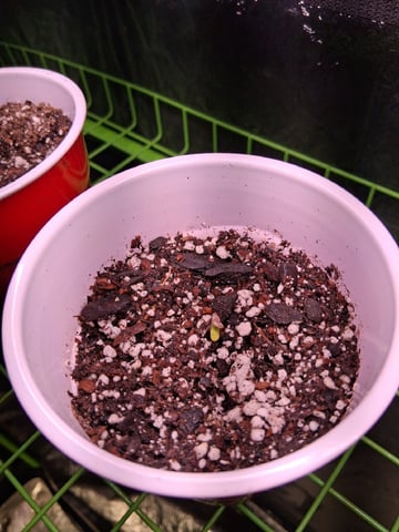 S&D  First Grow — seedling_rooting, day 3