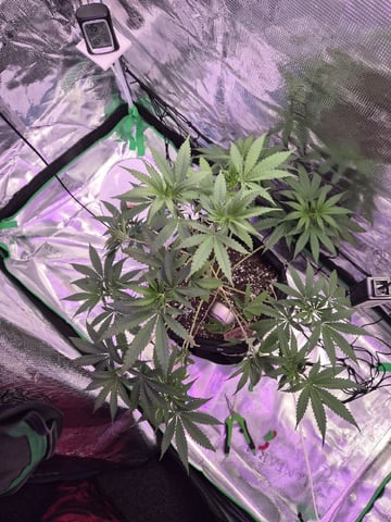 Kalini Asia Auto  — vegetative, day 1