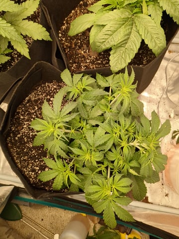 first grow — flower, day 20
