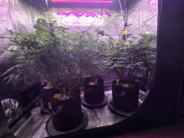 4 strains in 1 tent — flower, day 83