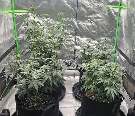 SGC & GWS — flower, day 76