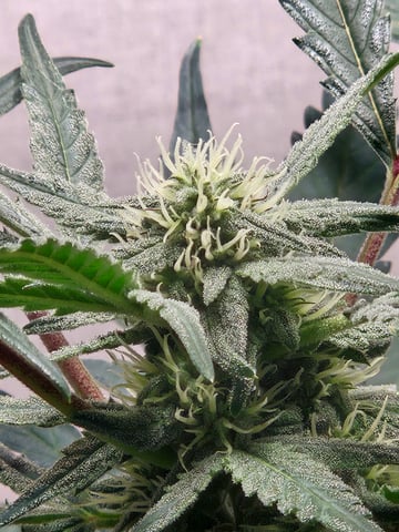 Mango Runtz — flower, day 59