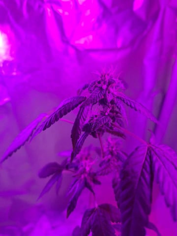 Armário  — flower, day 35