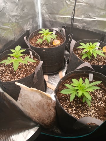 HP CC — vegetative, day 24
