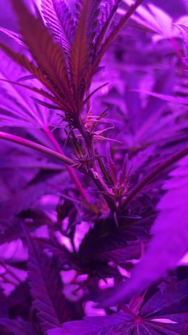 blueberry cupcake  — flower, day 74