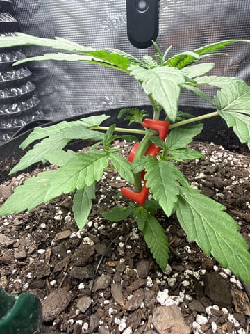 Gorilla Cookies 2nd Try — vegetative, day 29