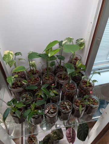 See what grows — vegetative, day 88