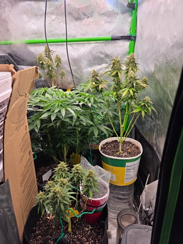 My Second Indoor — vegetative, day 83