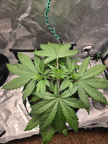 First grow — vegetative, day 31