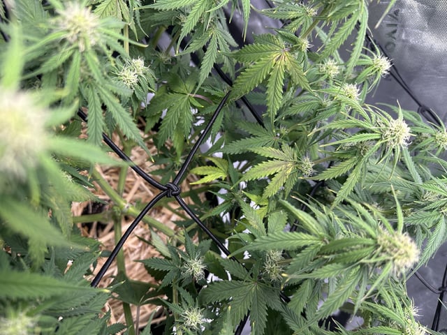 Pine (Auto) 2025 - 0 — flower, day 59