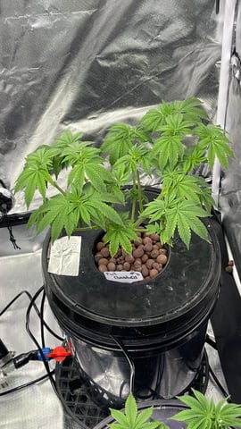 1st Ever Grow (Fat Bastard)(RDWC)  — vegetative, day 66