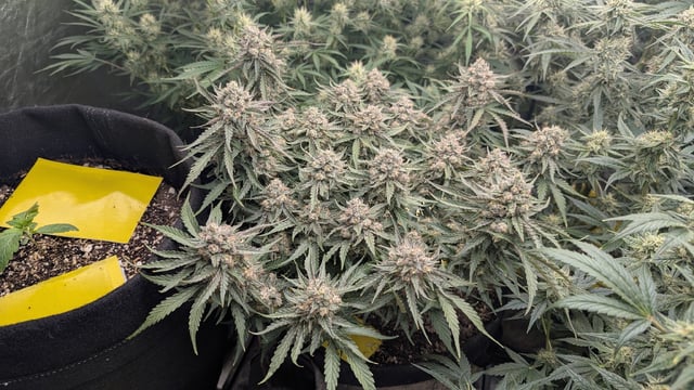 Perpetual Autoflower Mixed Grow #3 — flower, day 61