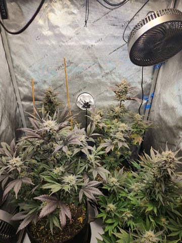 Rings of Saturn & Ghostboosters - Apollo Haze Artisanal Line — flower, day 74