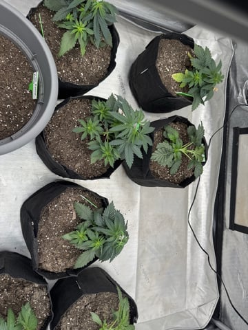 PBB and SN — vegetative, day 38