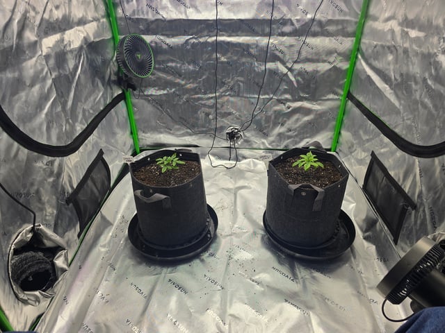 2nd grow round 2 — vegetative, day 16