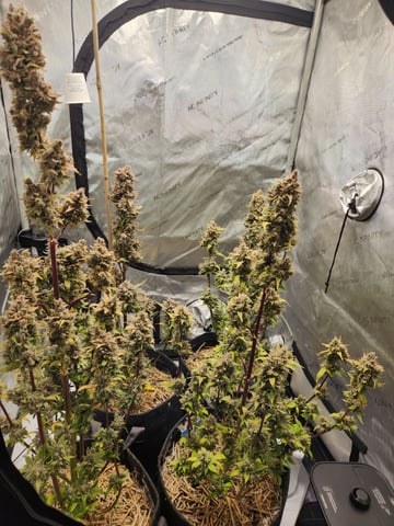 Mephisto Apple Crush and Pop tart OG in Nature's Living Soil.  — flower, day 85