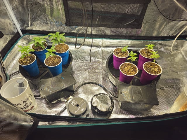 Crushberry Sugar — vegetative, day 20