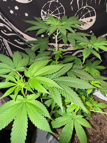 OG Kush — vegetative, day 11