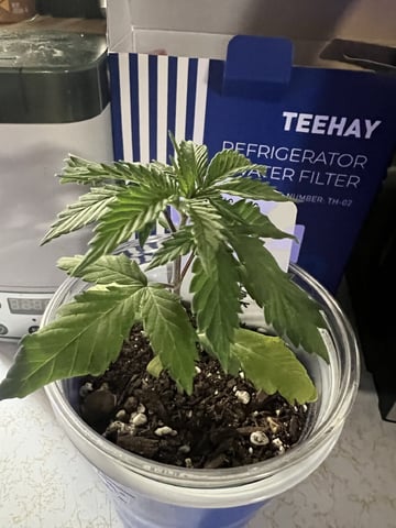 Inside Mother Plants — vegetative, day 30