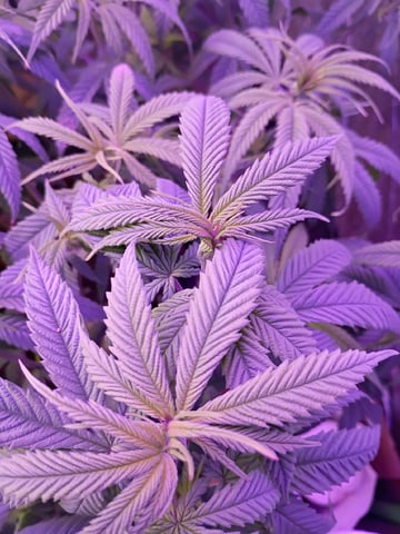 Purple Plum Perfect 💜 & 2 Grape Runtz 🍇 Mainlining garden.  — vegetative, day 110