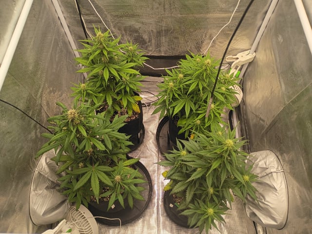 FastBuds-Auto Mix Pack-Quad Mystery