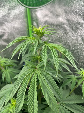 My First Four — flower, day 64