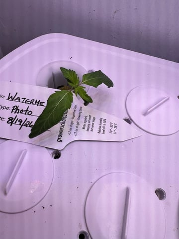 Inside Mother Plants — seedling_rooting, day 15