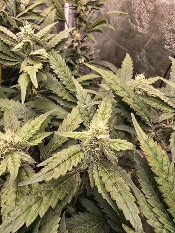 Oceanz 16 — flower, day 134
