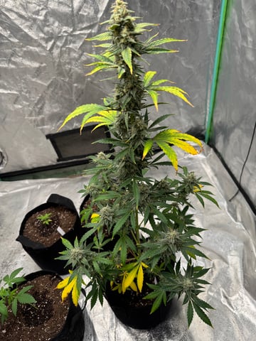 white runtz auto flower — flower, day 64